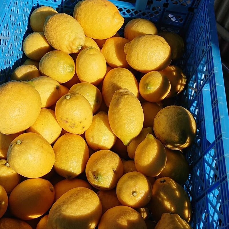 発売開始 レモン蜜 璃の香 | アイウエシカル