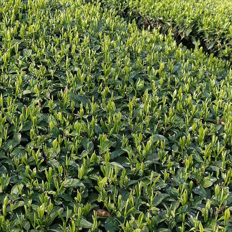 茶畑ページ 高知アイス 茶畑のほうじ茶シャーベット6個 焙茶アイス ご当地