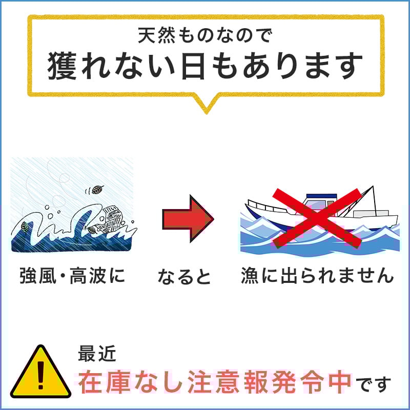 超特大ハマグリ。約119mm。 鮮魚通販［豊洲 Okawari 鮮魚店］天然 地はまぐり 生（活け