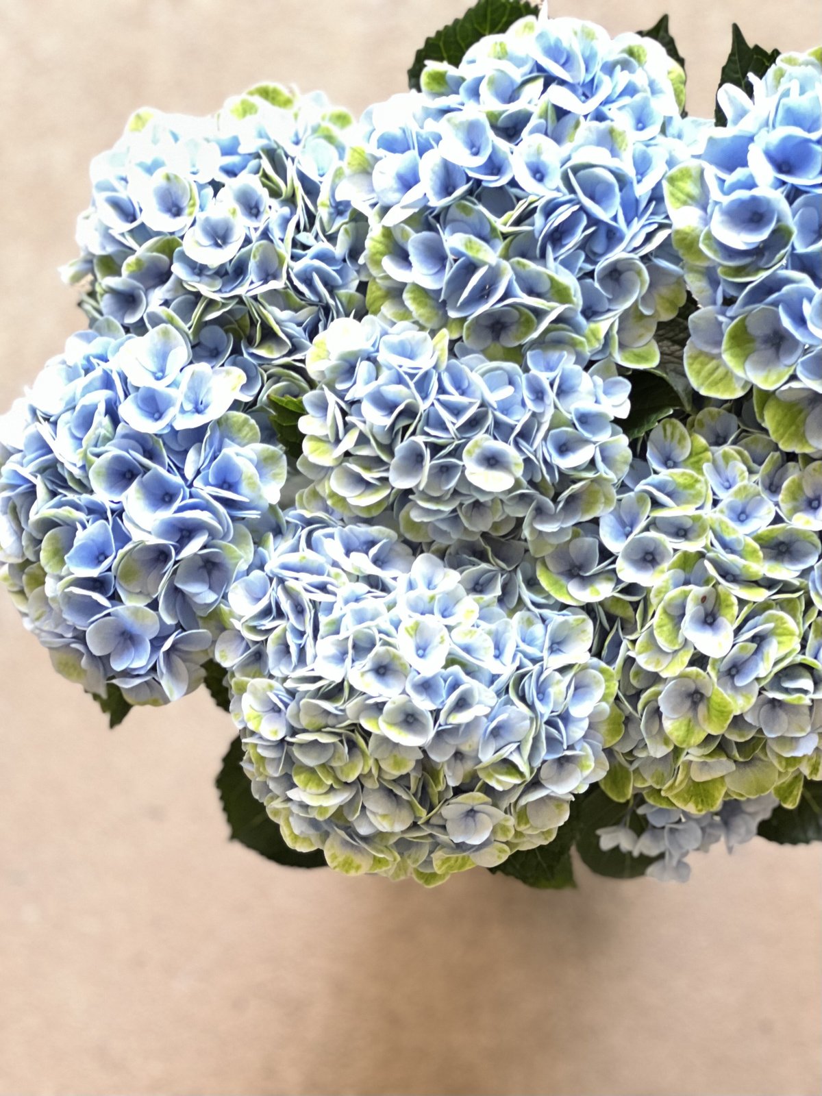 ハイドランジア マジカルレボリューション | La plantule