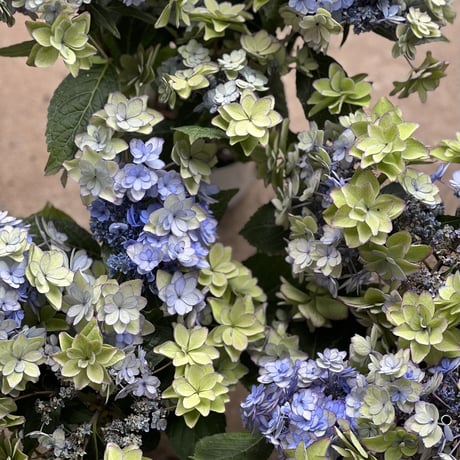 秋色紫陽花　ひな祭り