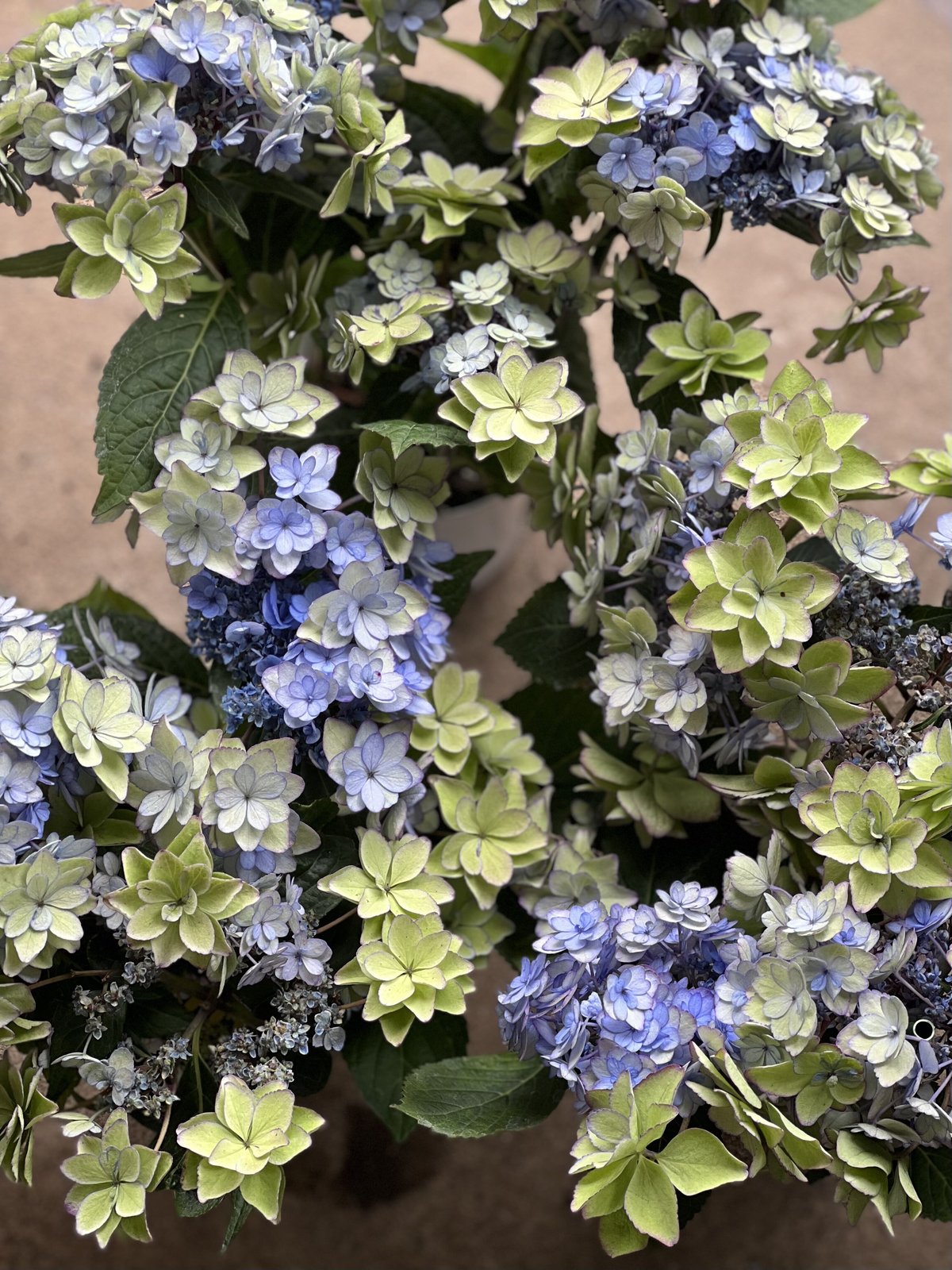 秋色紫陽花 ひな祭り | La plantule