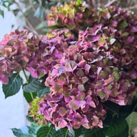 Hydrangea  マジカルチョコレート