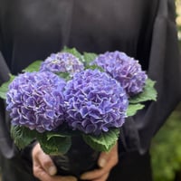 Hydrangea トワイライト