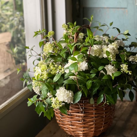 ウツギのバスケット(鉢植え)