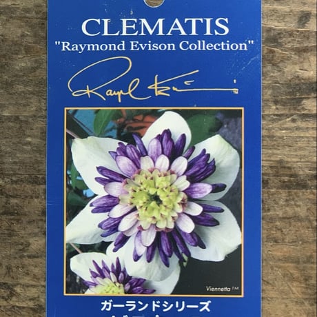 クレマチス　〜ビエネッタ〜
