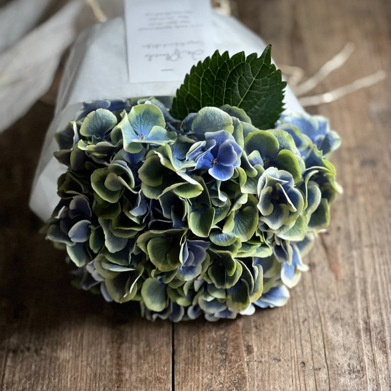 紫陽花守りスワッグ 完成品 B | La plantule