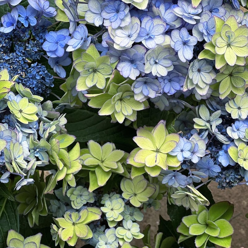 【花苗】数量限定　紫陽花　マジカルラプソディ　開花中　正規品　タグ付き 花苗】数量限定 紫陽花 マジカルラプソディ 開花中 正規品 タグ付き