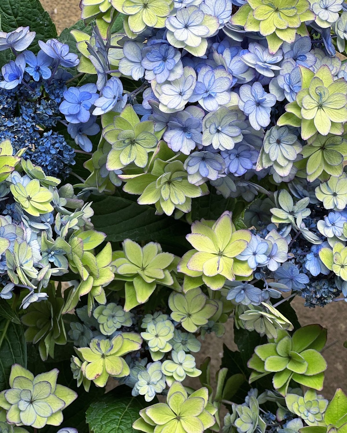 秋色紫陽花 ひな祭り | La plantule