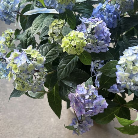 Mother‘s Day Gift  ハイドランジア　津江のこでまり　ラッピング付き