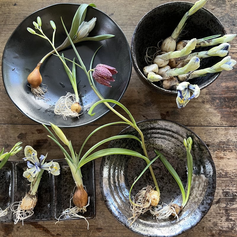 原種チューリップ　いろいろセット　球根各1-6個ずつ 原種チューリップ いろいろセット 球根各1-6個ずつ