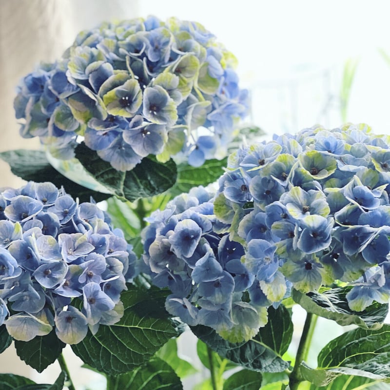 マジカルレボリューション ブルー 紫陽花 フレッシュ 秋色も楽しめます マジカルレボリューション ブルー 紫陽花 フレッシュ 秋色も
