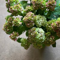 秋色紫陽花　伊予桜