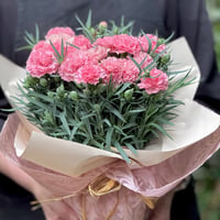 Mother‘s Day Gift カーネーション鉢　〜ノウル〜