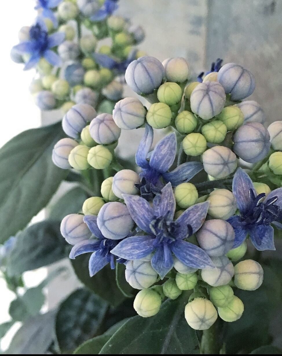 Hydrangea - Aquilegia(ハイドランジア-アキレギア) Hydrangea - Aquilegia(ハイドランジア-アキレギア) - メルカリ
