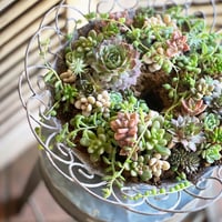3月　ラプランテュール　＊多肉植物のテーブルリース＊作成キット