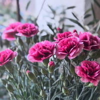 Carnation プラムタルト