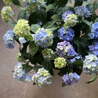 Mother‘s Day Gift  ハイドランジア　津江のこでまり　ラッピング付き