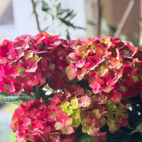 Hydrangea  サプライズ