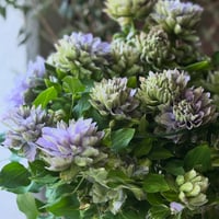 ✨再再販✨Clematis スミエ