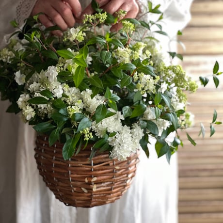 ウツギのバスケット(鉢植え)
