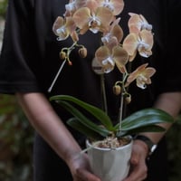 胡蝶蘭　カフェオレ