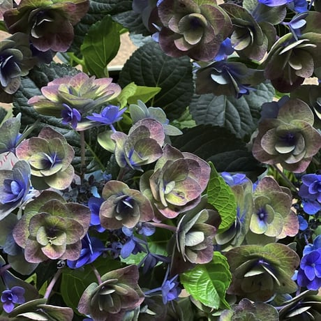 秋色紫陽花　フェアリーラブブルー