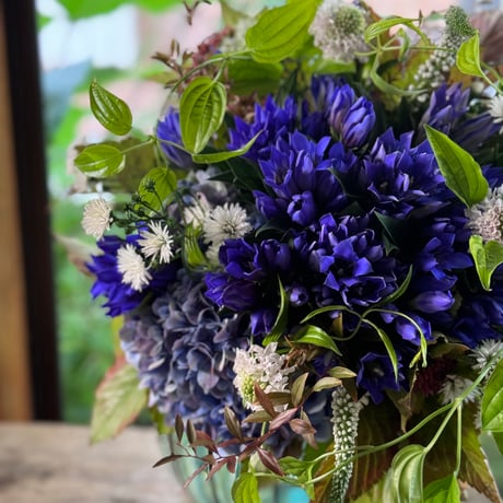 リンドウ | STORES