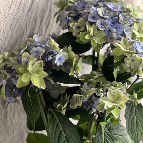 秋色紫陽花　ひな祭り
