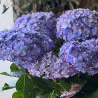 Hydrangea ひな祭りルナ