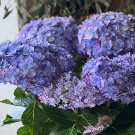 Hydrangea ひな祭りルナ