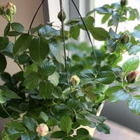 Mother‘s  Day Gift  ピエールドロンサール