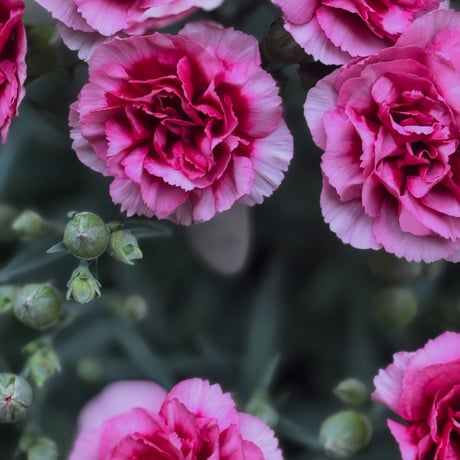 Carnation プラムタルト