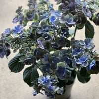 秋色紫陽花　ドリップブルー