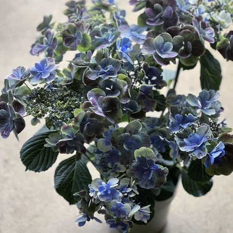 秋色紫陽花　ドリップブルー