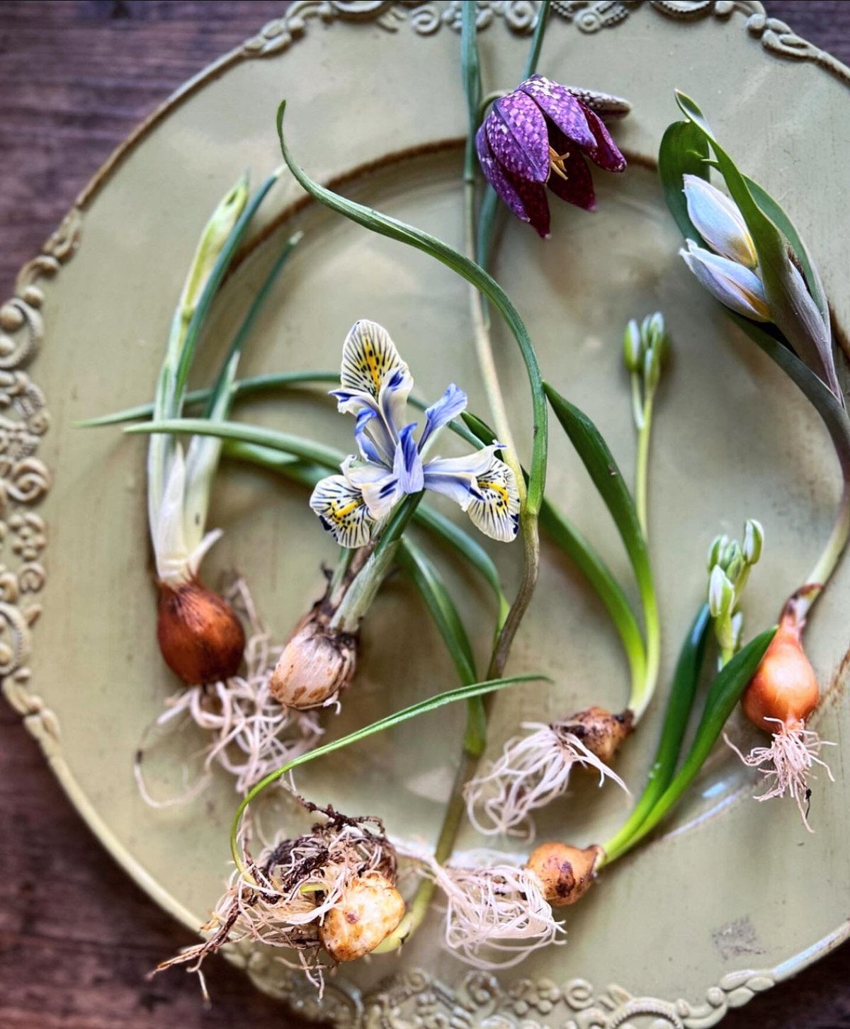 原種チューリップ　いろいろセット　球根各1-6個ずつ chinka_05.jpg?fitin=720:720