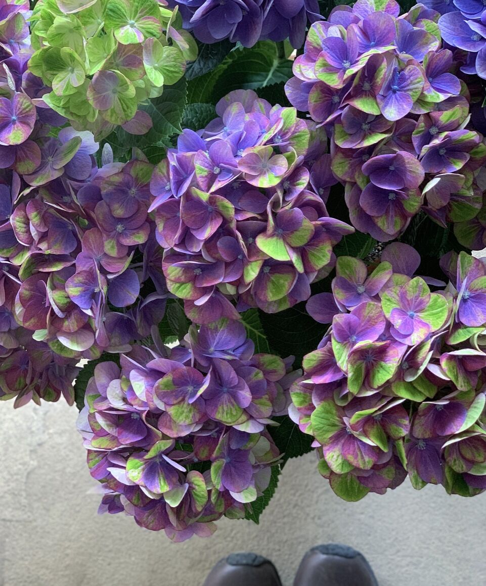 秋色紫陽花 マジカルグリーンファイヤー L | La plantule