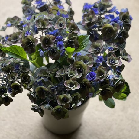 秋色紫陽花　フェアリーラブブルー