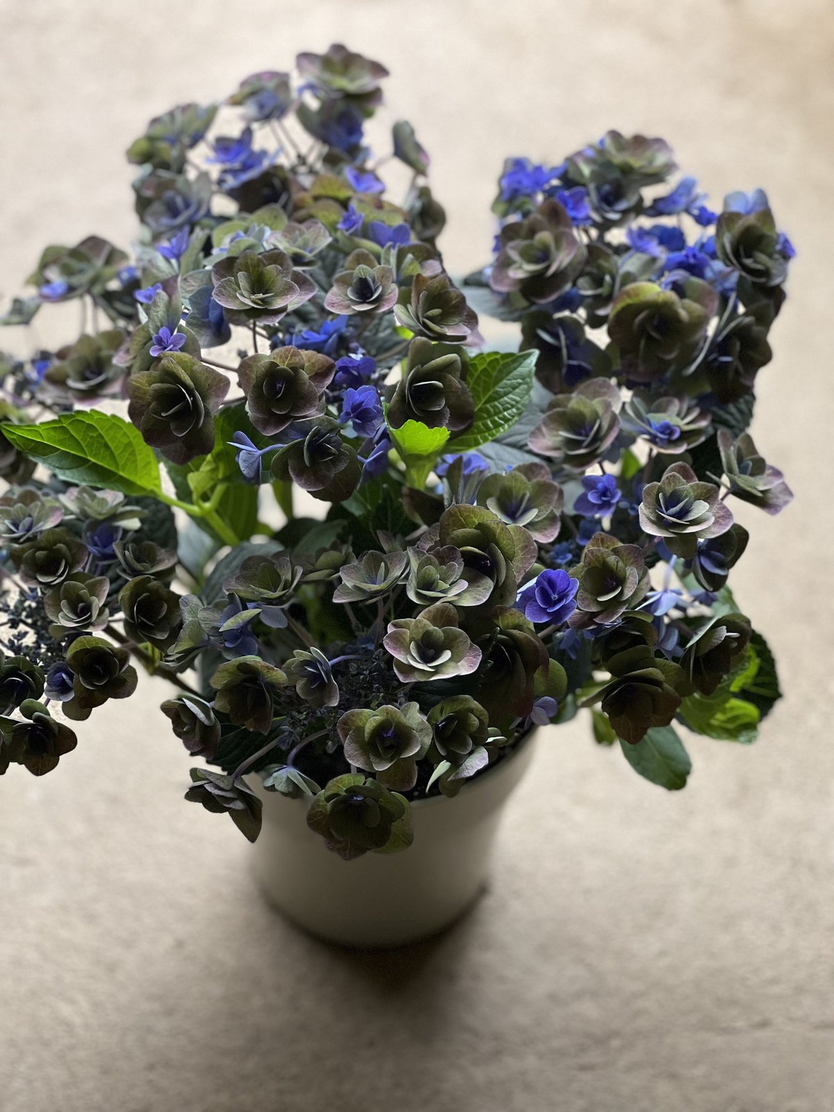 紫陽花デザートセットブルーライト 生花】輸入アジサイ(ライトブルー系)40cm〜【OR-89】 - 花材通販