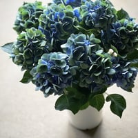 秋色紫陽花　ベネチアブルー