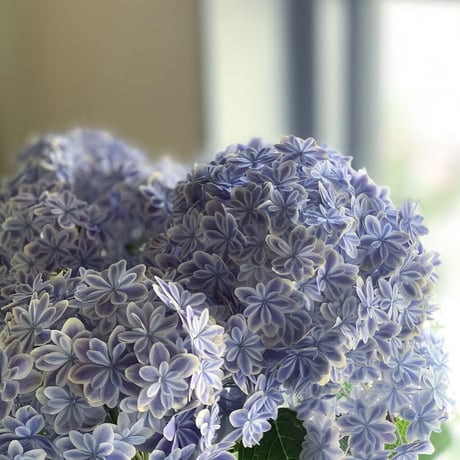 Mother‘s  Day Gift ハイドランジア　万華鏡ブルー