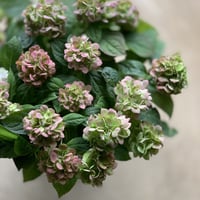 秋色紫陽花　伊予獅子手まり　アンティーク