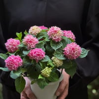 Hydrangea  茜雲