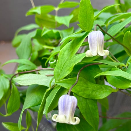 Clematis 雫