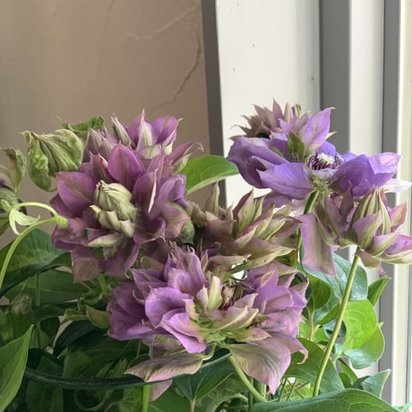 Mother‘s Day Gift クレマチス　祭り太皷〜マツリタイコ〜