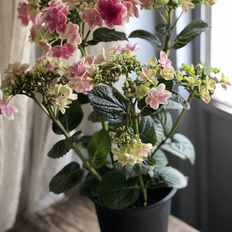 Mother’s Day Gift ハイドランジア　凛〜りん　ラッピング付き