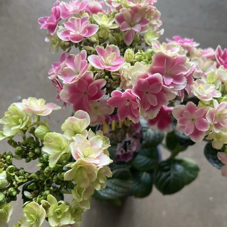 Mother’s Day Gift ハイドランジア　凛〜りん　ラッピング付き