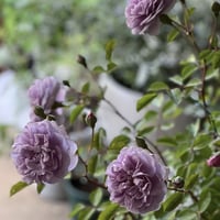 薔薇　レイニーブルー