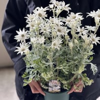 オススメ鉢花　フランネルフラワー