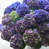 秋色紫陽花　マジカルグリーンファイヤー　L
